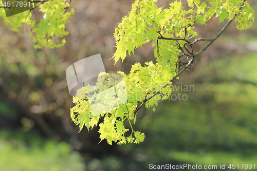 Image of Bright Green Maple Tree Flowers