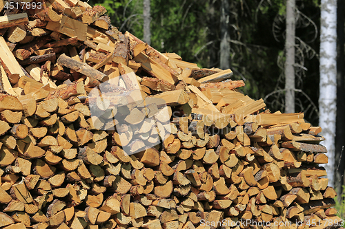 Image of Stack of Firewood in Summer Forest