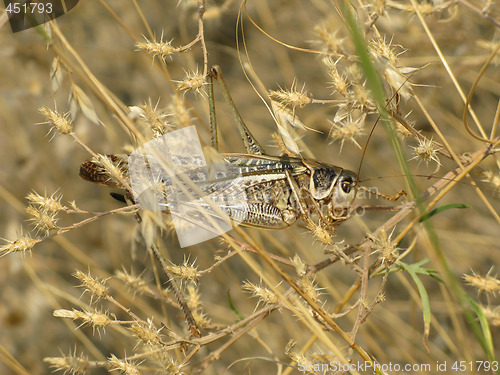 Image of Grasshopper