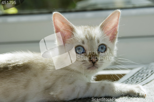 Image of Kitten