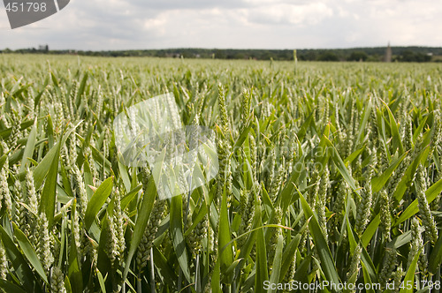Image of Wheat field