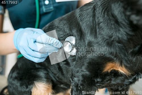 Image of The medicine, pet care and people concept - dog and veterinarian doctor at vet clinic