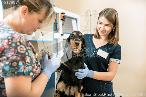 Image of The medicine, pet care and people concept - dog and veterinarian doctor at vet clinic