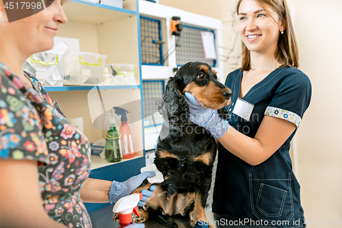 Image of The medicine, pet care and people concept - dog and veterinarian doctor at vet clinic