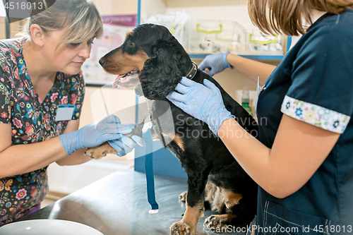 Image of The medicine, pet care and people concept - dog and veterinarian doctor at vet clinic