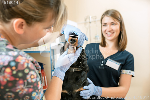 Image of The medicine, pet care and people concept - dog and veterinarian doctor at vet clinic