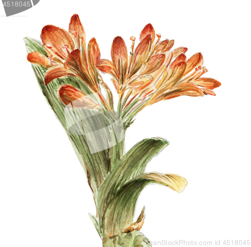 Image of Hippeastrum flowering plant