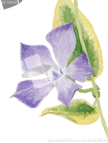 Image of Lesser periwinkle (Vinca minor, cultivar Aureovariegata)