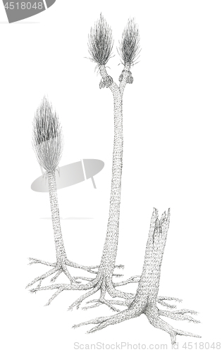 Image of Drawing of a extinct Carboniferous tree-like plants Sigillaria