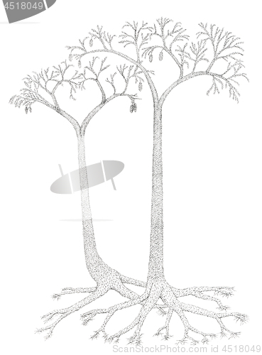 Image of Drawing of a extinct tree-like plants Lepidodendron