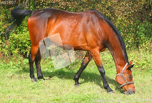 Image of Brown Horse