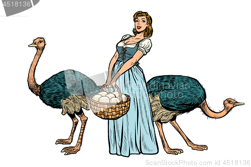 Image of ostrich farm eggs. woman peasant farmer