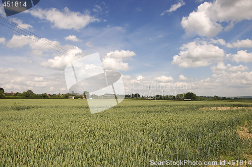 Image of Wheat field