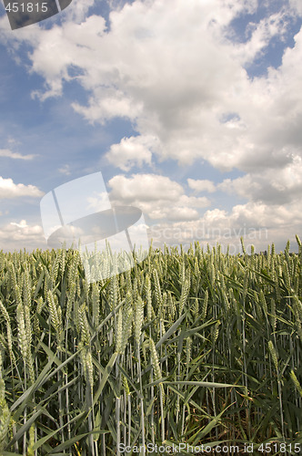 Image of Wheat field