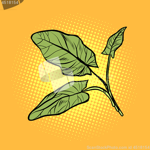Image of sorrel, garden of culinary plants, spices