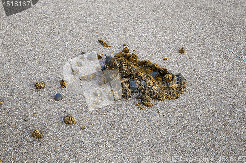 Image of Horse dung on the raod