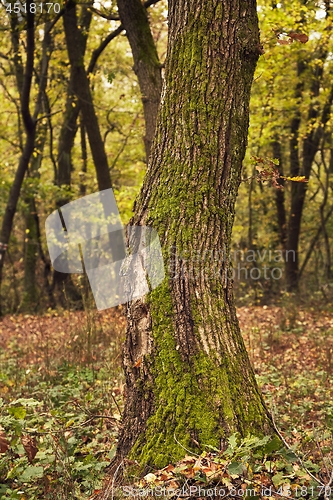 Image of Tree Trunk Closeup