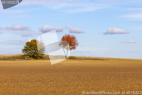 Image of Autumn Plain Landscape