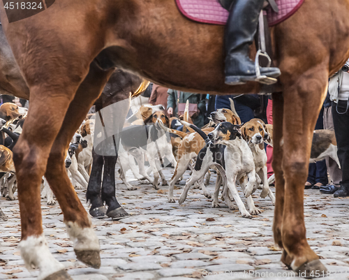 Image of The Hounds Show