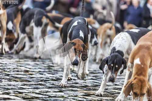 Image of The Hounds
