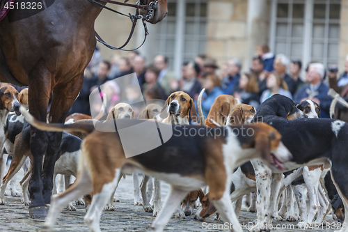 Image of Portrait of a Hound