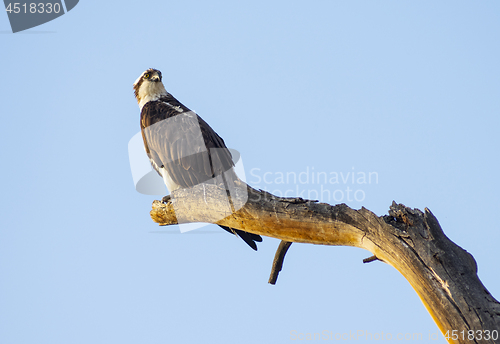 Image of American Bald Eagle Youth Stands on a Jag Big Bird Watching