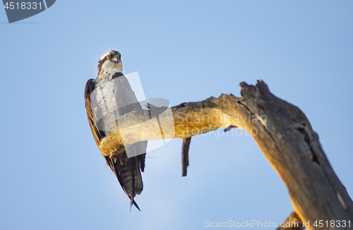 Image of Juvenile Bald Eagle sitting on tree snag overlooking the river w