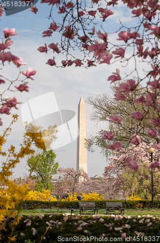 Image of Washington Monument Surrounded by March Spring Flower Blossoms