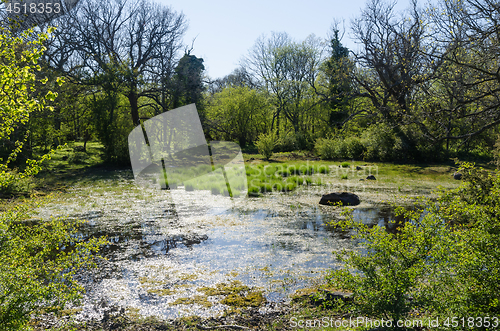 Image of Small wetland in a forest glade by springtime