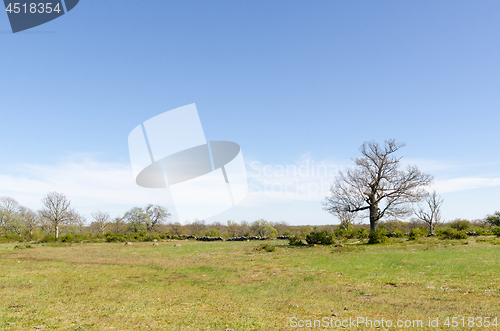 Image of Open landscape with a big oak tree by springtime