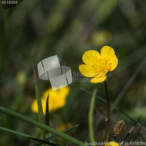 Image of Sunlit yellow buttercup flower close up