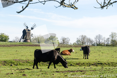 Image of Grazing cattle in a pastureland with an old wooden windmill
