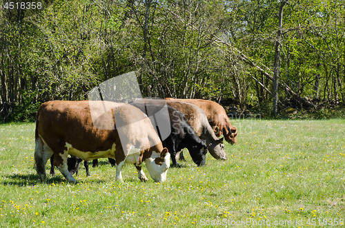 Image of Grazing cattle line up in a green pastureland