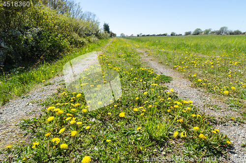 Image of Blossom yellow dandelions in a low perspective image