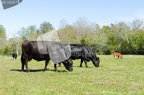 Image of Idyllic view with grazing cattle in a bright and green pasturela