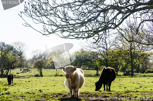 Image of Cattle in a green pastureland