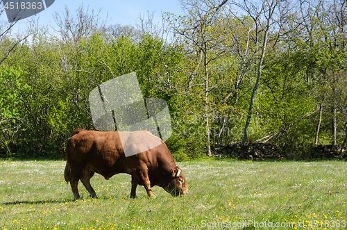 Image of Alone big bull grazing in a green landscape