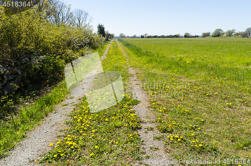 Image of Yellow dandelions blossom by a country road