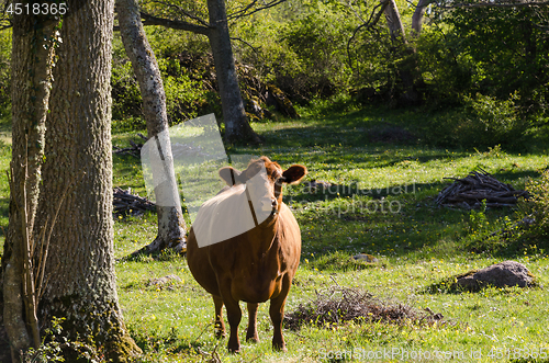 Image of Curious brown cow in a green forest by springtime
