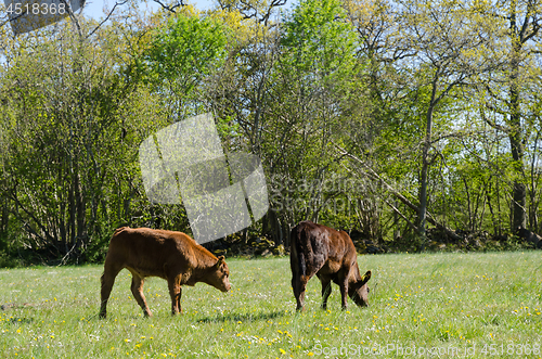 Image of Calves grazing in a green pastureland with yellow flowers