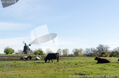 Image of Idyllic view with grazing cattle in a green pastureland with an 