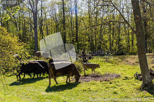 Image of Grazing cattle in a bright and green forest by spring season