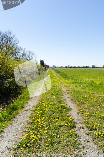 Image of Beautiful country road with blossom yellow dandelions