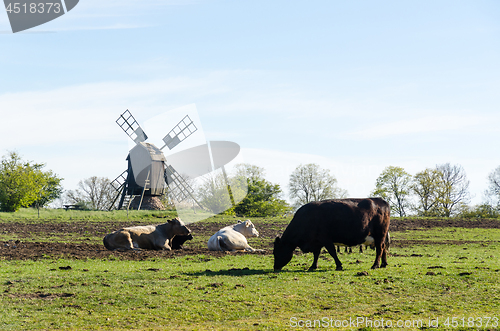 Image of Peaceful view with grazing cattle by an old windmill