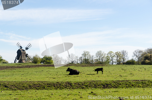 Image of Cow and calf in a green pastureland with an old traditional wind