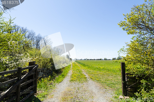 Image of Open gate to a country road with yellow dandelions