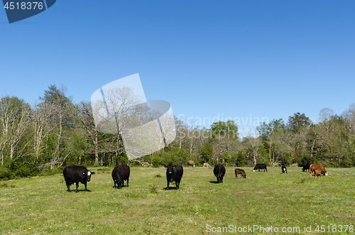 Image of Peaceful view with grazing cattle by springtime