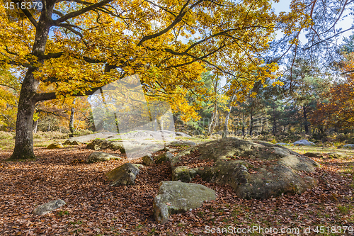 Image of Autumn Scene in Fontainebleau Forest