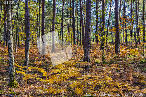 Image of Autumn Scene in Fontainebleau Forest