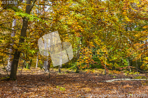 Image of Yellow Autumn Forest